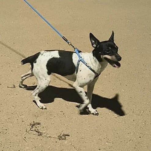 Dama, mixed breed for adoption at NuevaVida Adopciones Madrid, Madrid