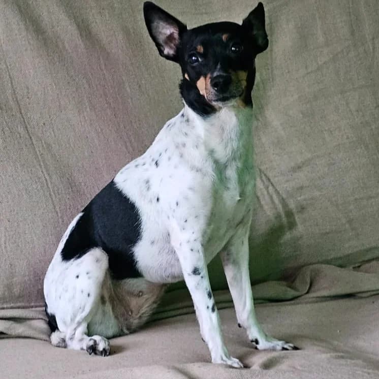 Dama, mixed breed for adoption at NuevaVida Adopciones Madrid, Madrid