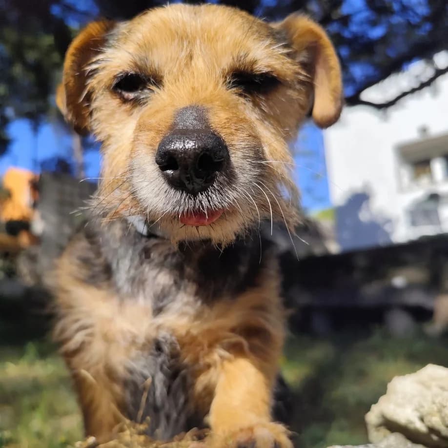 Tania, Yorkshire Terrier for adoption at NuevaVida Adopciones Madrid, Madrid