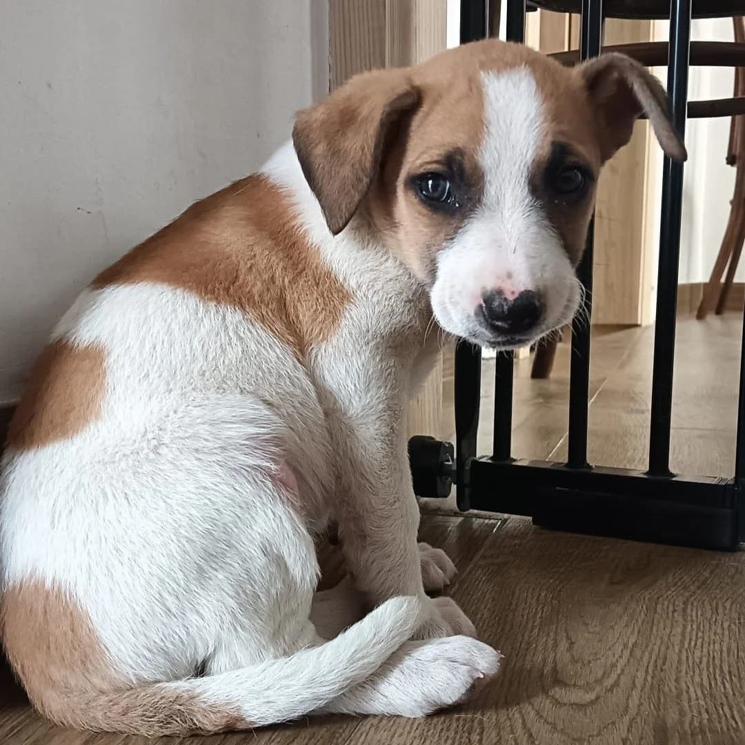 Rosita, Mixed Breed for adoption at NuevaVida Adopciones Madrid, Madrid