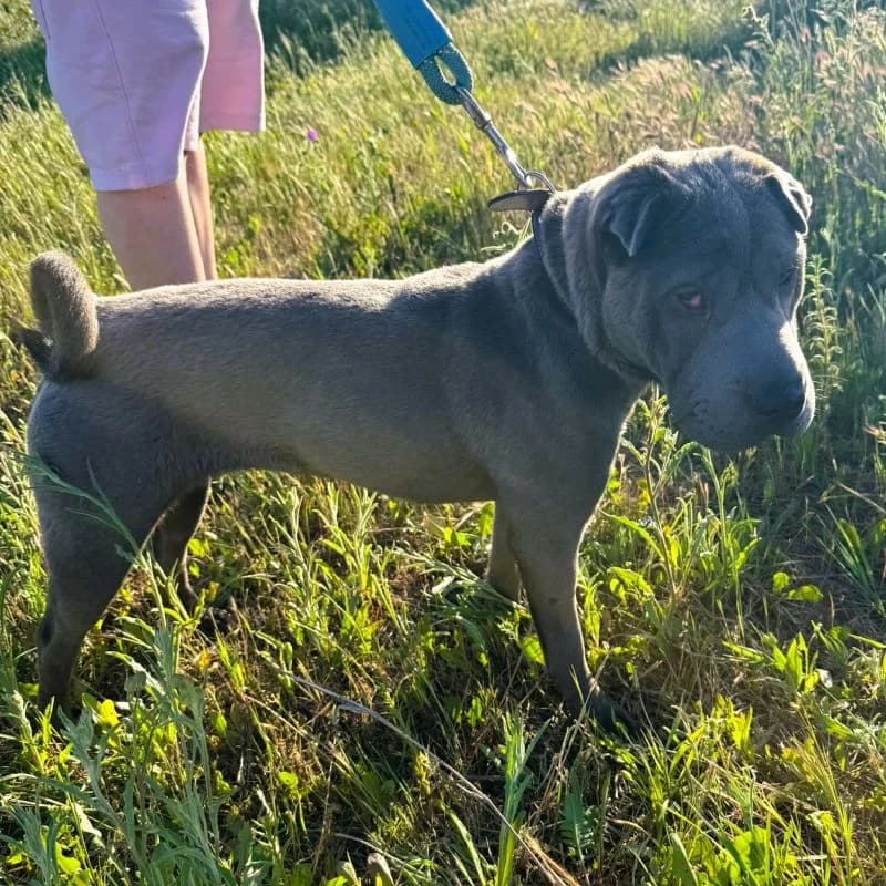 Kira, Shar Pei for adoption at NuevaVida Adopciones Madrid, Madrid