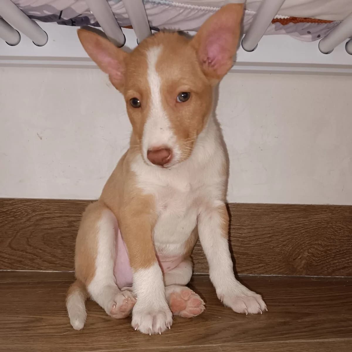 Kinwo, Mixed Breed for adoption at NuevaVida Adopciones Madrid, Madrid