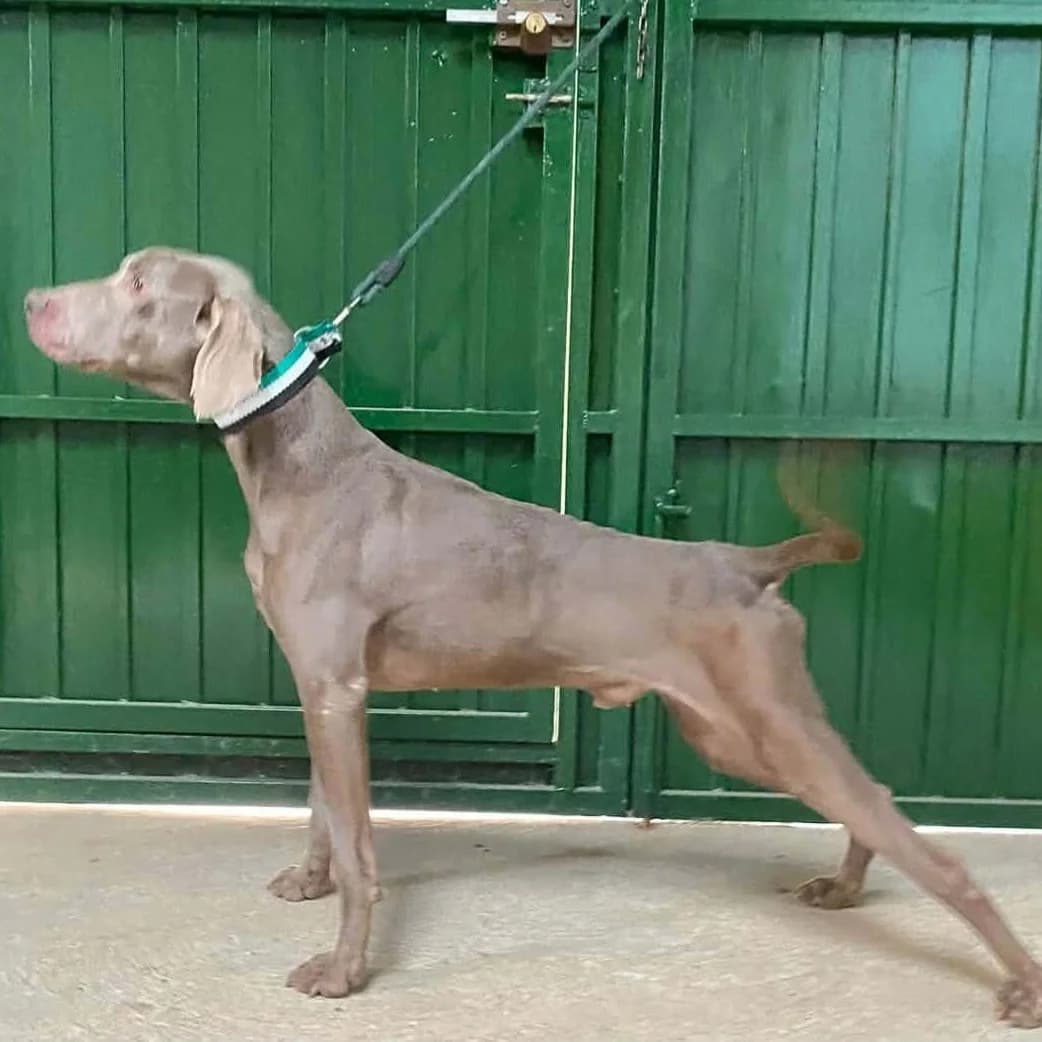 Roncete, mixed breed for adoption at NuevaVida Adopciones Madrid, Madrid