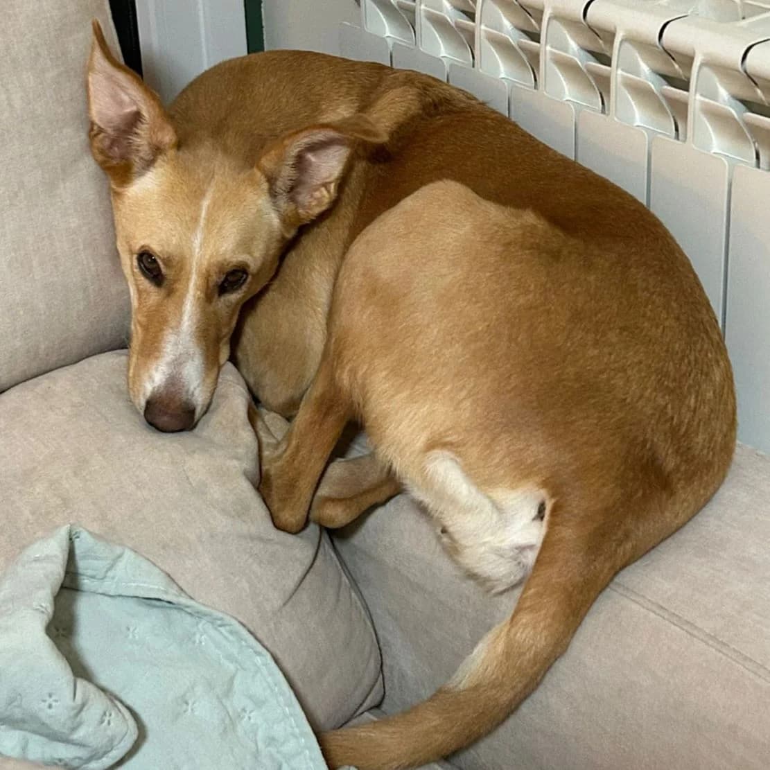 Cali, Mixed Breed for adoption at NuevaVida Adopciones Madrid, Madrid