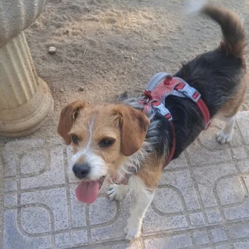 Peluquilla, Beagle for adoption at NuevaVida Adopciones Madrid, Madrid