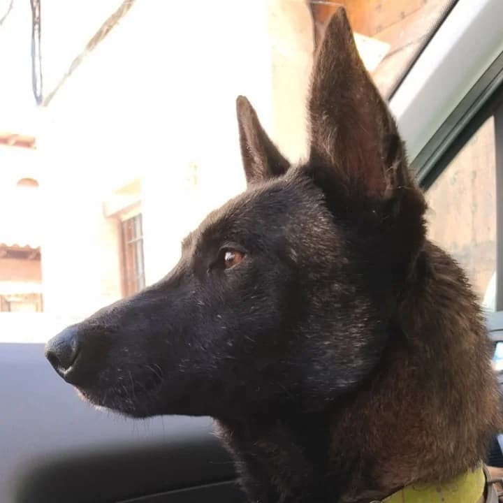Pobre Rosa Rosita, Belgian Malinois for adoption at NuevaVida Adopciones Madrid, Madrid
