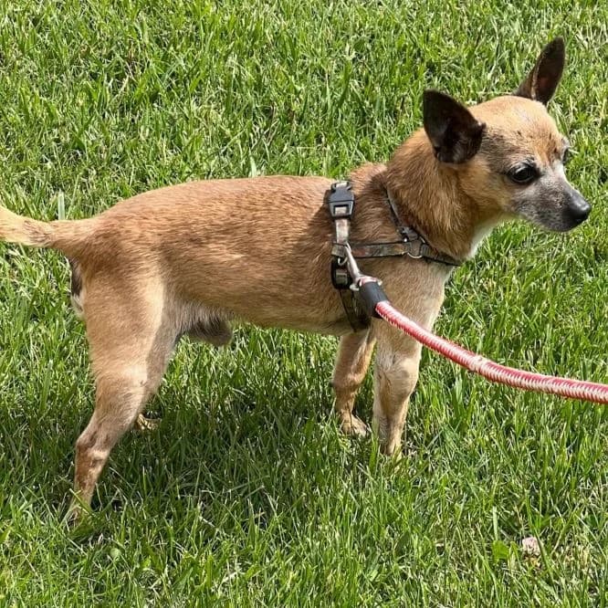 Pizco, Chihuahua for adoption at NuevaVida Adopciones Madrid, Madrid