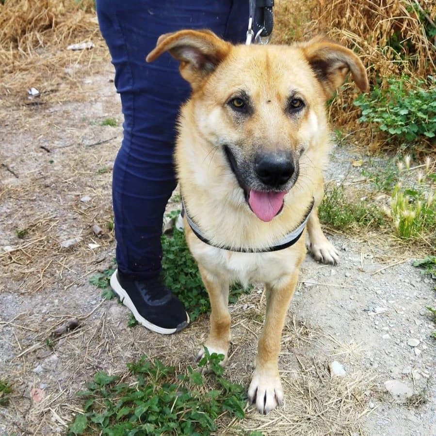Oso Meloso, mixed breed for adoption at NuevaVida Adopciones Madrid, Madrid