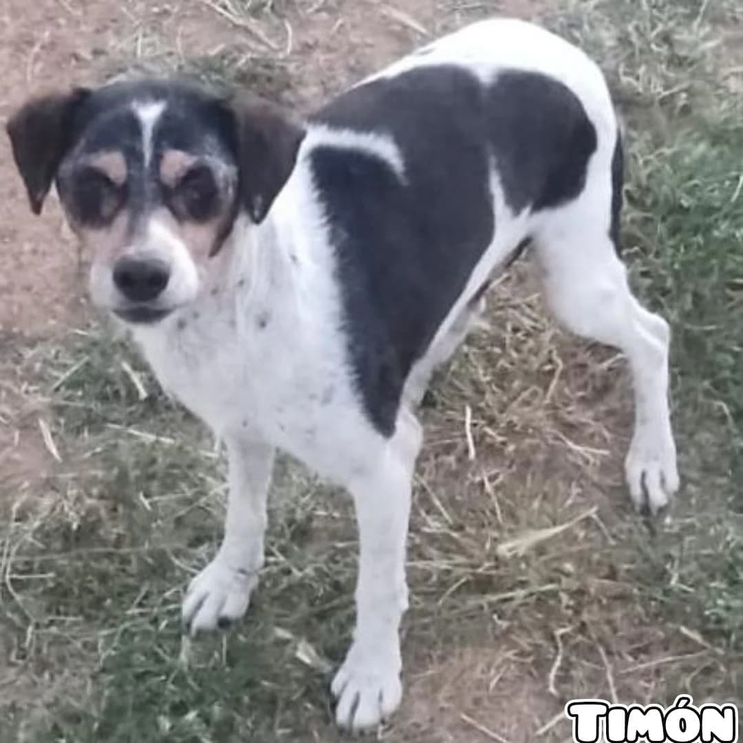 TimΓ³n, mixed breed for adoption at NuevaVida Adopciones Madrid, Madrid