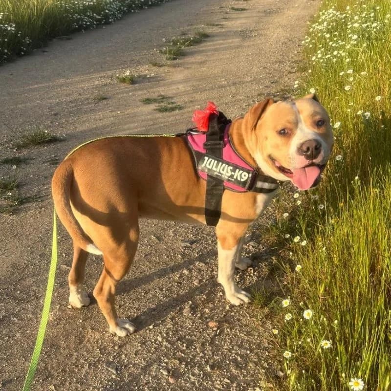 Thor Stanford, mixed breed for adoption at NuevaVida Adopciones Madrid, Madrid