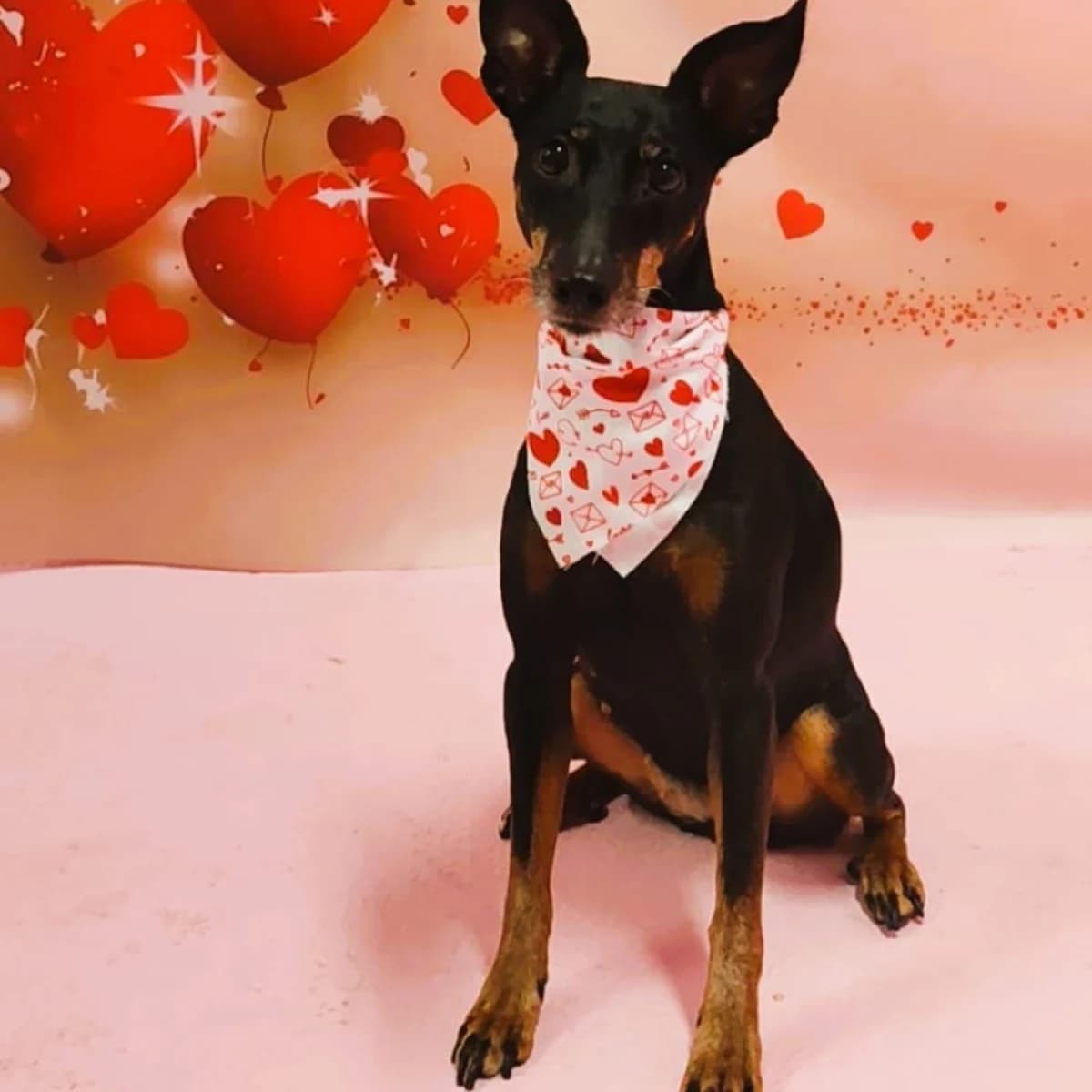 Kira, mixed breed for adoption at NuevaVida Adopciones Madrid, Madrid