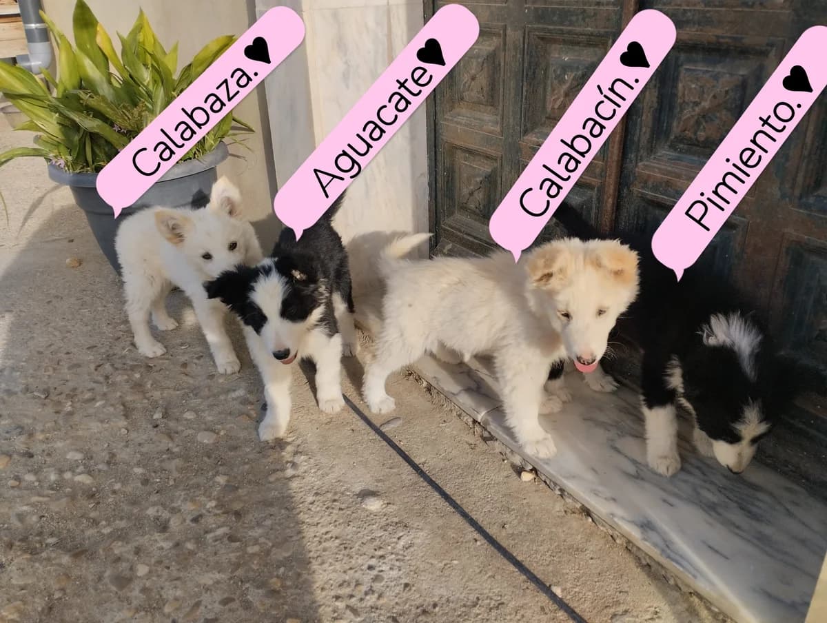 Aguacate, female Border Collie for adoption at NuevaVida Adopciones Madrid, Madrid