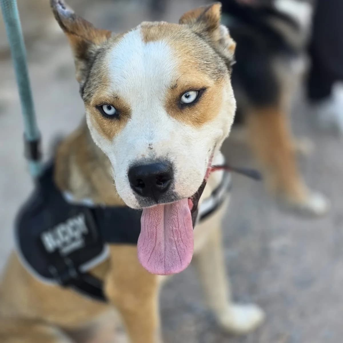 Nanuk, Husky for adoption at NuevaVida Adopciones Madrid, Madrid