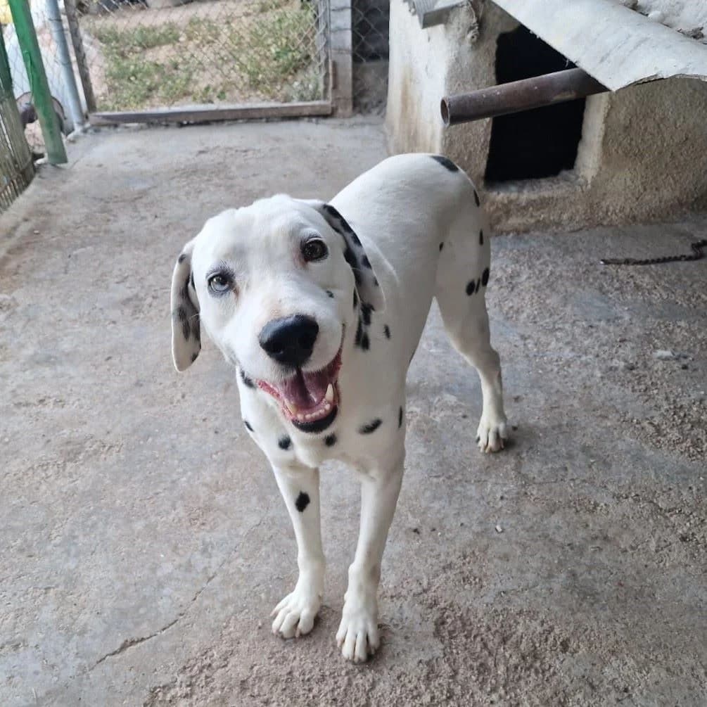 Golfito, Mixed Breed for adoption at NuevaVida Adopciones Madrid, Madrid