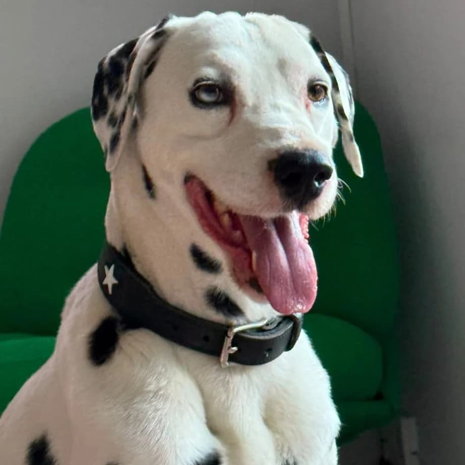 Golfito, Mixed Breed for adoption at NuevaVida Adopciones Madrid, Madrid