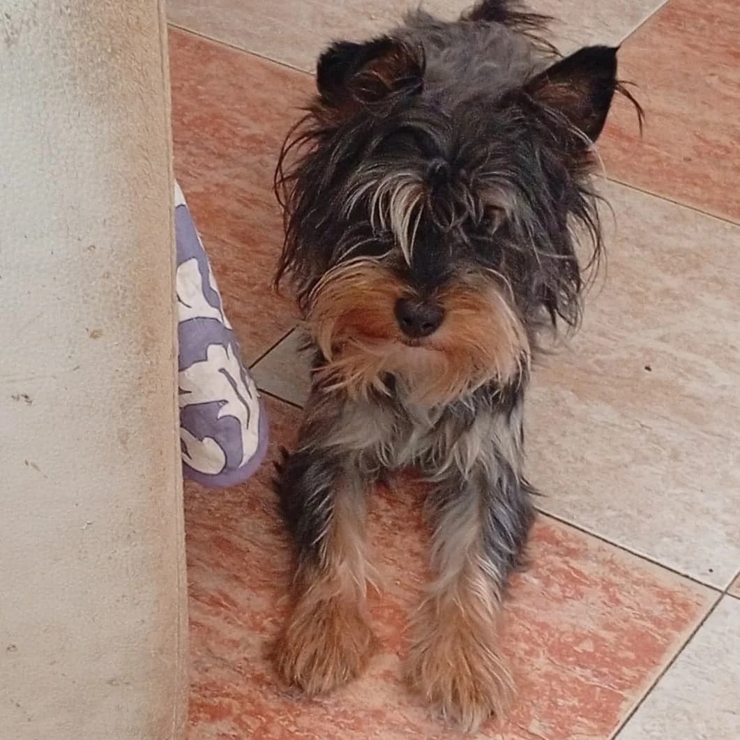 Bombón de Chocolate, Yorkshire Terrier for adoption at NuevaVida Adopciones Madrid, Madrid