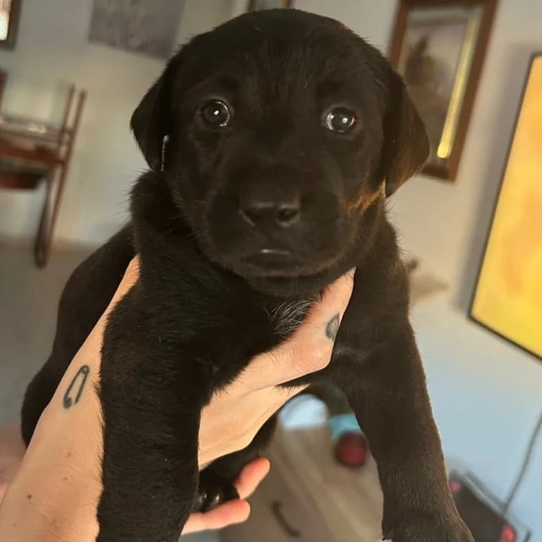 Mecca, Mixed Breed for adoption at NuevaVida Adopciones Madrid, Madrid