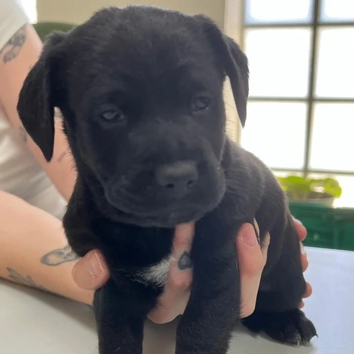 Mussy, Mixed Breed for adoption at NuevaVida Adopciones Madrid, Madrid