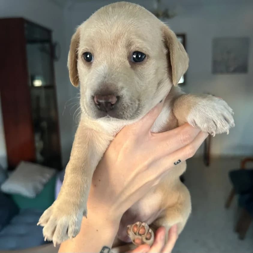 Litta, Mixed Breed for adoption at NuevaVida Adopciones Madrid, Madrid