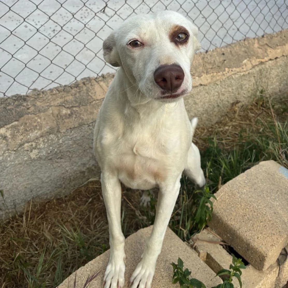 Shira, mi pequeña superviviente, Mixed Breed for adoption at NuevaVida Adopciones Madrid, Madrid