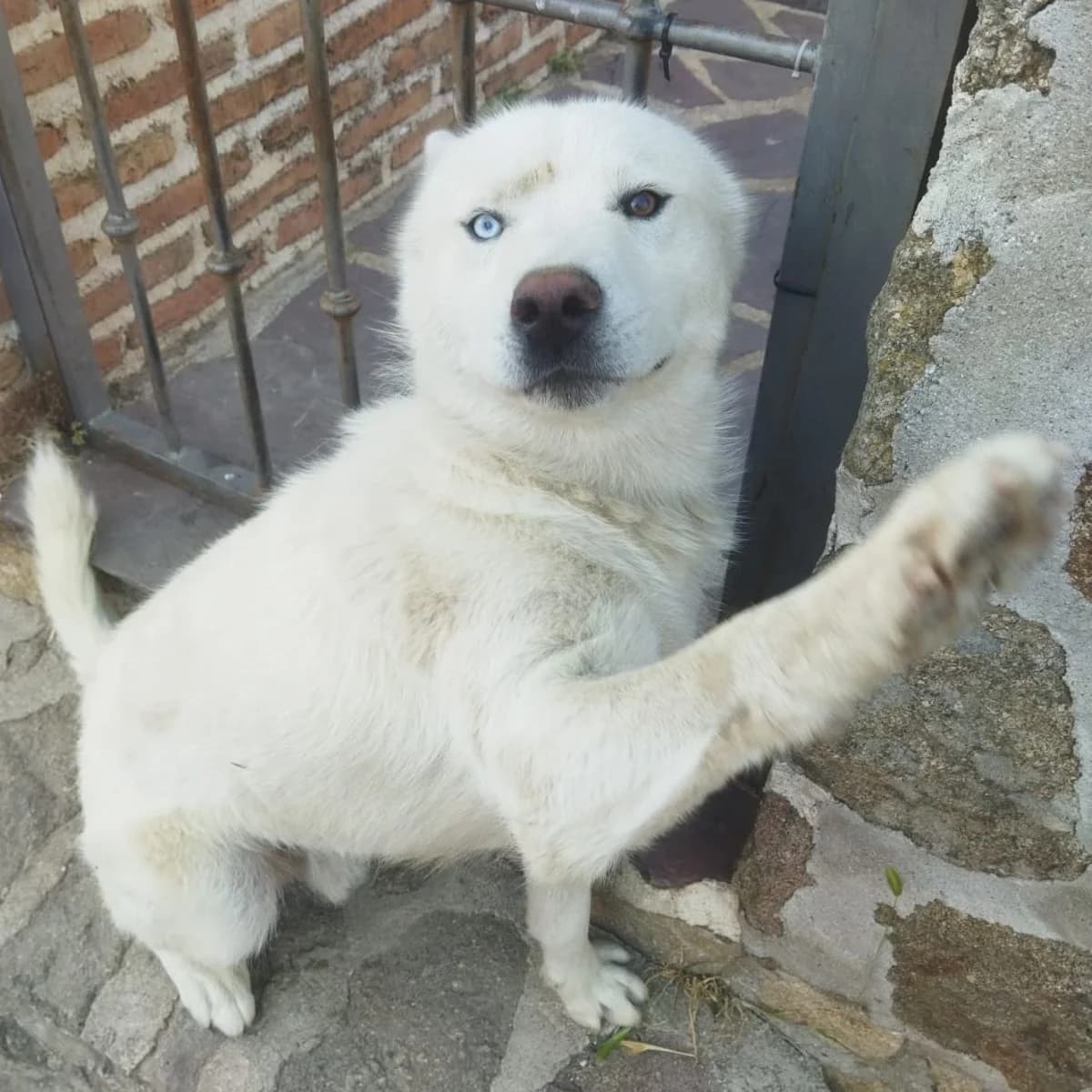 Thory, mi pobre tembloroso, Husky for adoption at NuevaVida Adopciones Madrid, Madrid