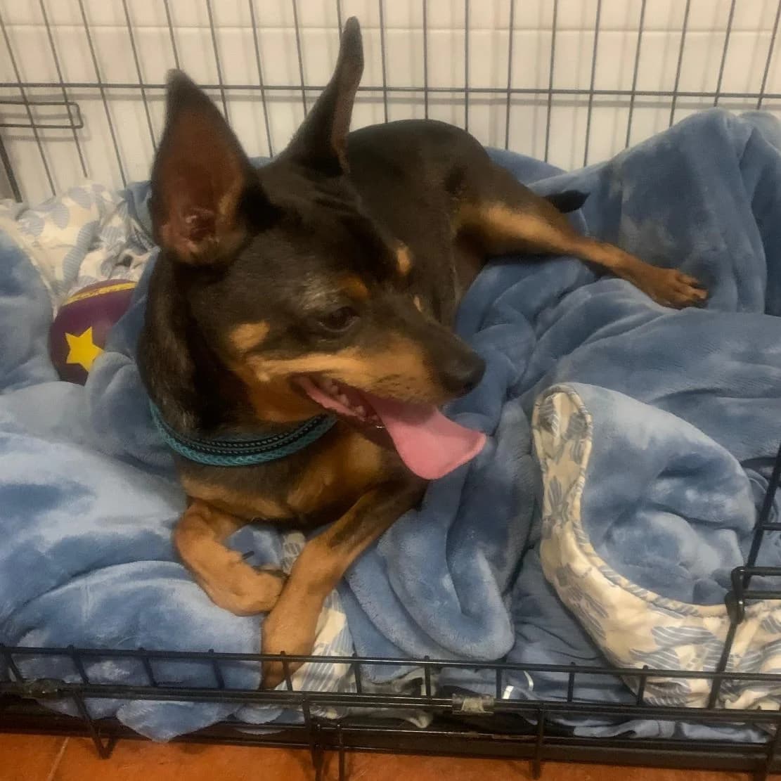 Rocky Balboa, Mixed Breed for adoption at NuevaVida Adopciones Madrid, Madrid