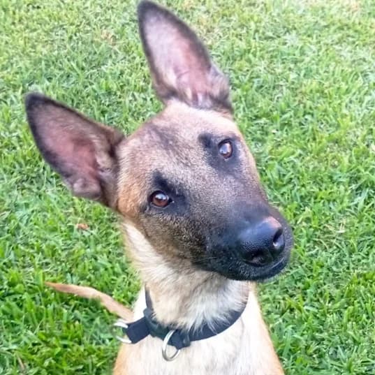 Kay, mi grandote superviviente, mixed breed for adoption at NuevaVida Adopciones Madrid, Madrid