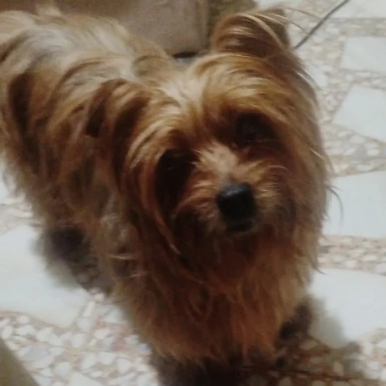 Princesita de Pitiminí, Yorkshire Terrier for adoption at NuevaVida Adopciones Madrid, Madrid