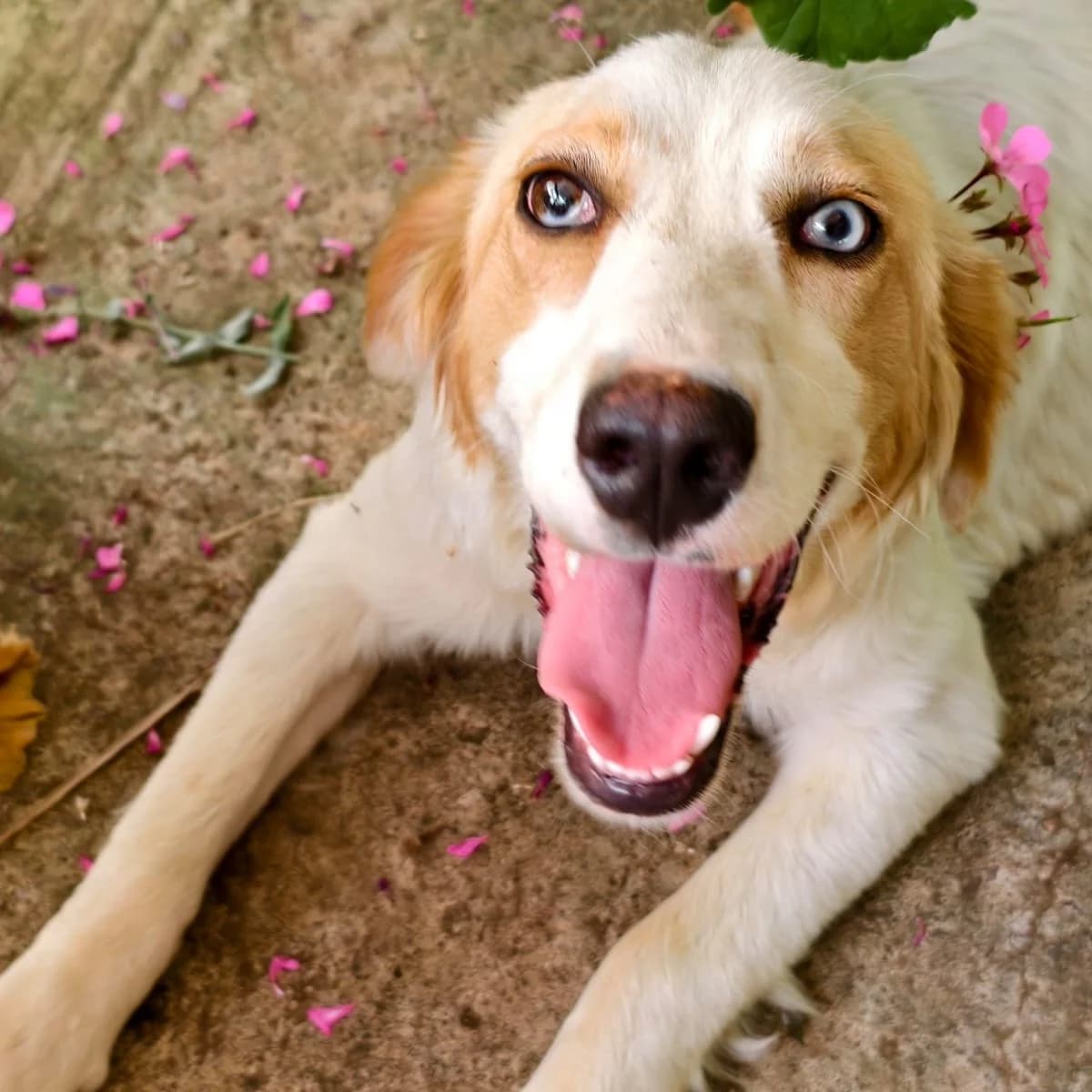 Alba ojitos de cielo, Golden Retriever for adoption at NuevaVida Adopciones Madrid, Madrid