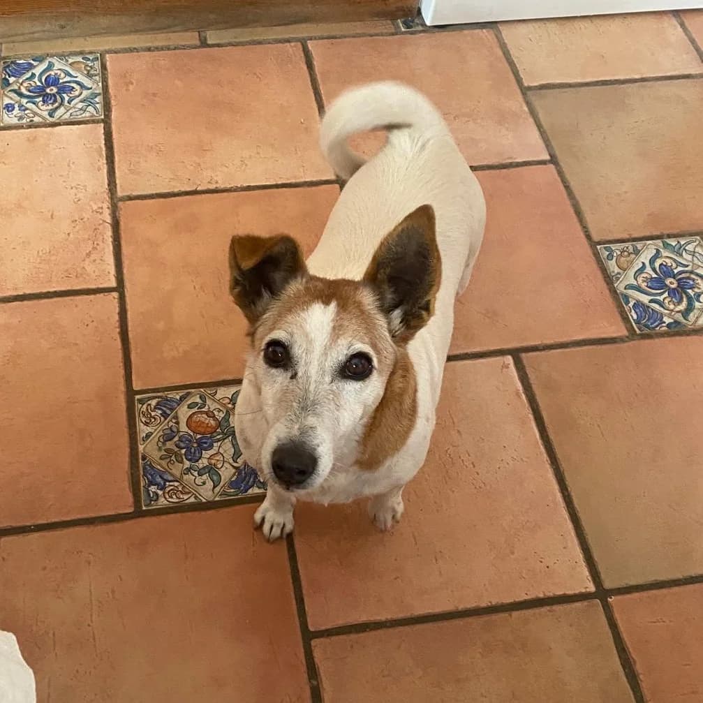 Pepa Pepita, Jack Russell Terrier for adoption at NuevaVida Adopciones Madrid, Madrid