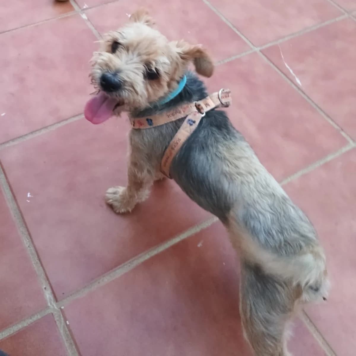 Cocky, Yorkshire Terrier for adoption at NuevaVida Adopciones Madrid, Madrid