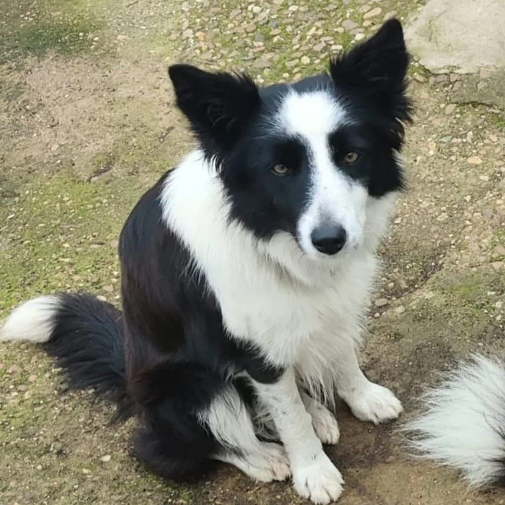 Luna perrita dulce, Border Collie for adoption at NuevaVida Adopciones Madrid, Madrid