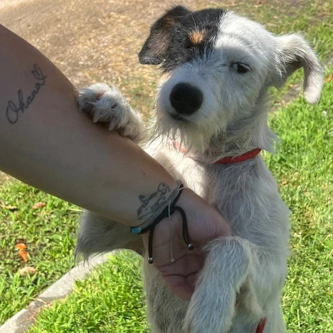 Friskye, puppy Mixed Breed for adoption at NuevaVida Adopciones Madrid, Madrid