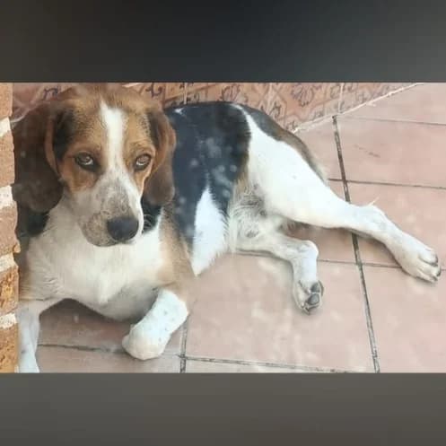 Biggie, Beagle for adoption at NuevaVida Adopciones Madrid, Madrid