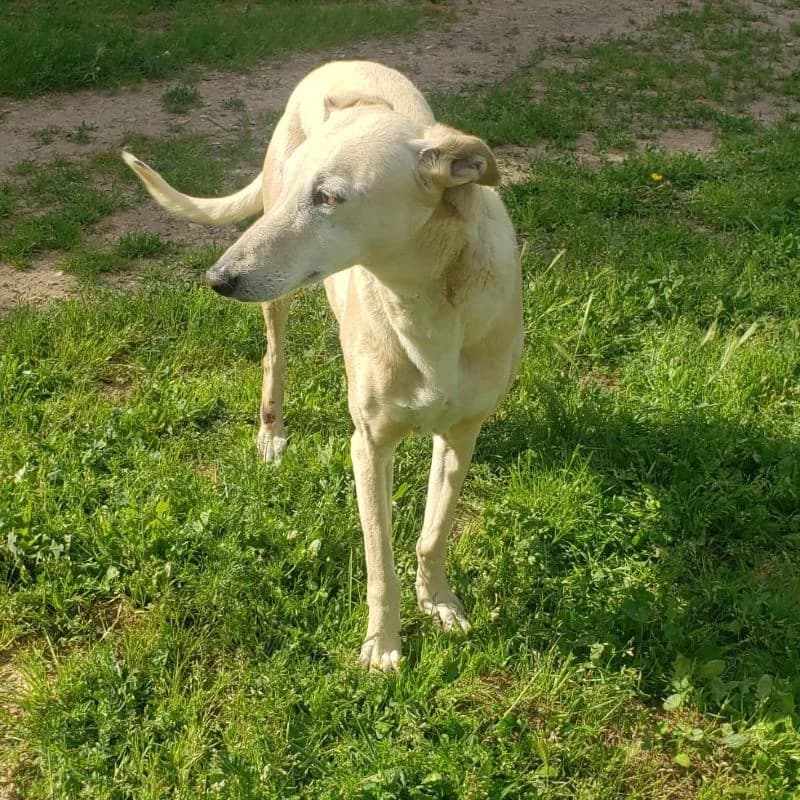 Luna, Galgo Español for adoption at NuevaVida Adopciones Madrid, Madrid