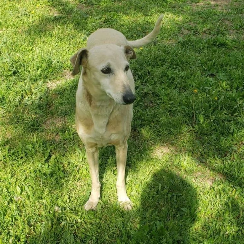 Laya, Galgo Español for adoption at NuevaVida Adopciones Madrid, Madrid