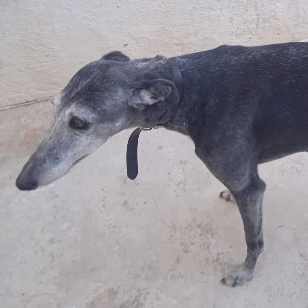 Lola Lolani, Galgo Español for adoption at NuevaVida Adopciones Madrid, Madrid