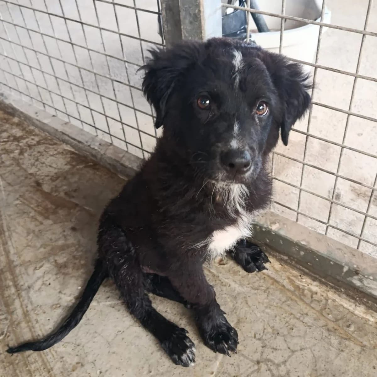Flor de Liss, Border Collie for adoption at NuevaVida Adopciones Madrid, Madrid
