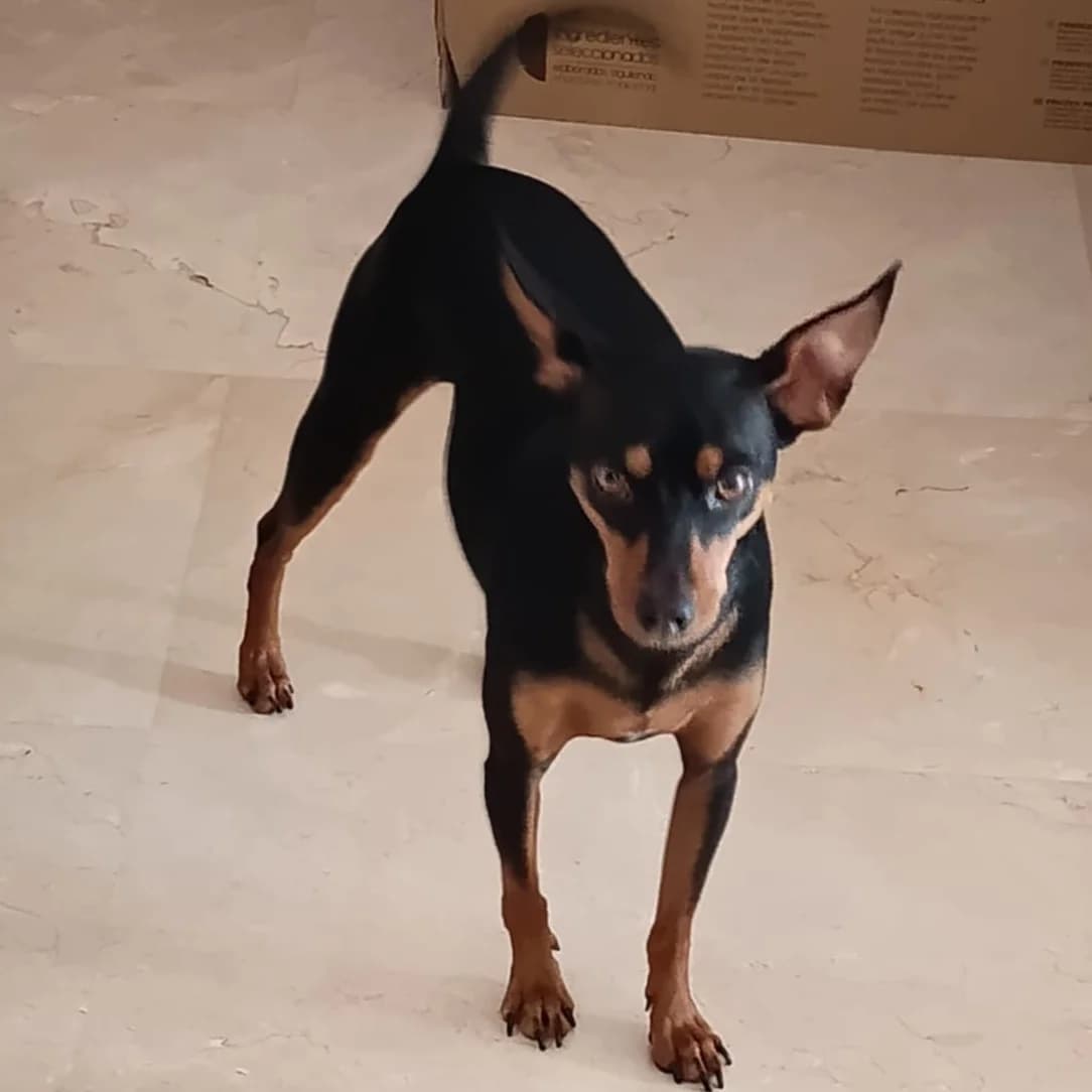 Nosi, mixed breed for adoption at NuevaVida Adopciones Madrid, Madrid