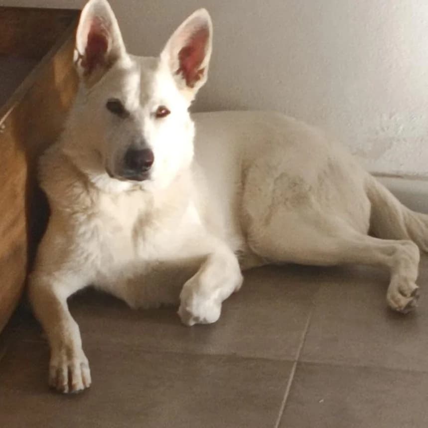 Mía, mixed breed for adoption at NuevaVida Adopciones Madrid, Madrid