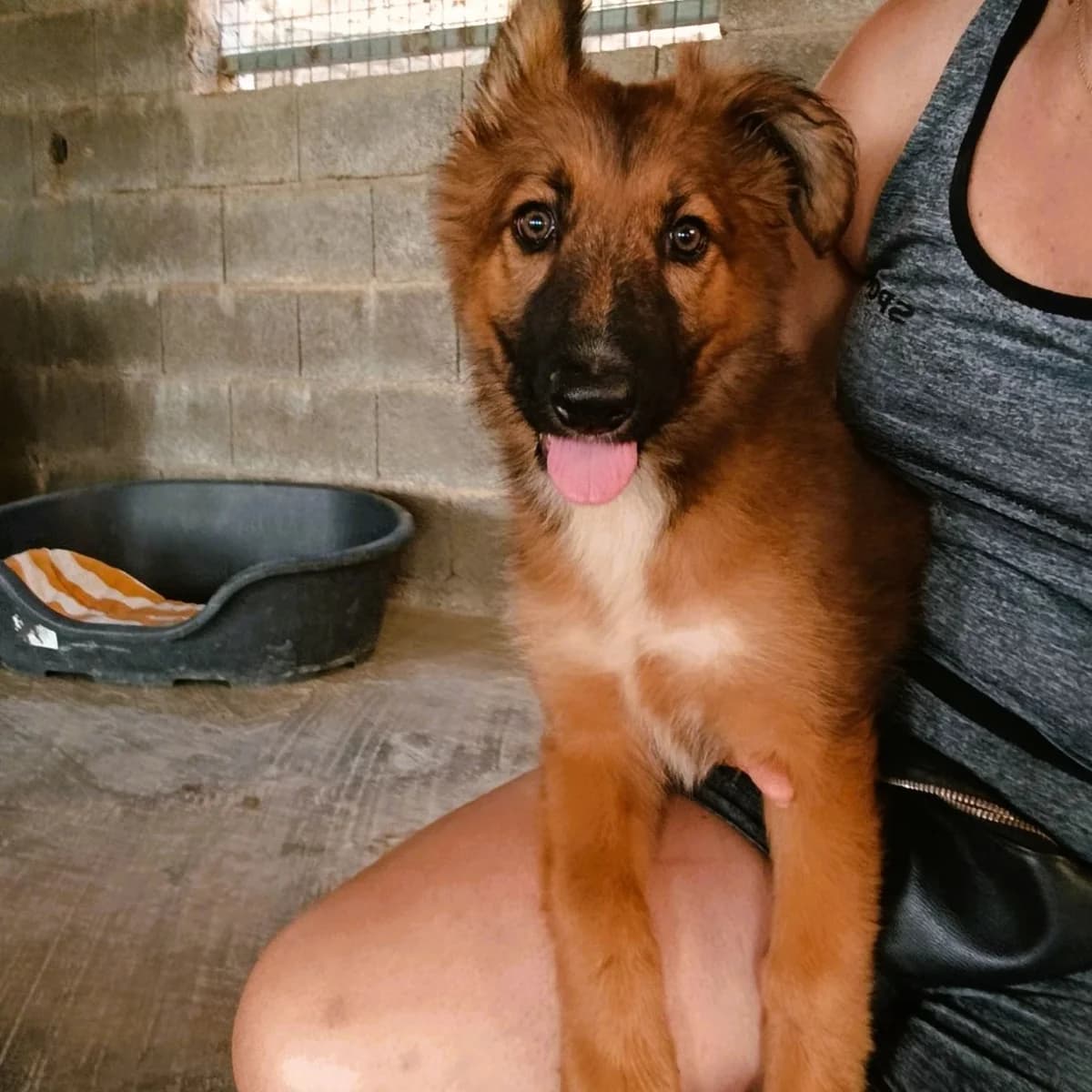 Ruca, mixed breed for adoption at NuevaVida Adopciones Madrid, Madrid