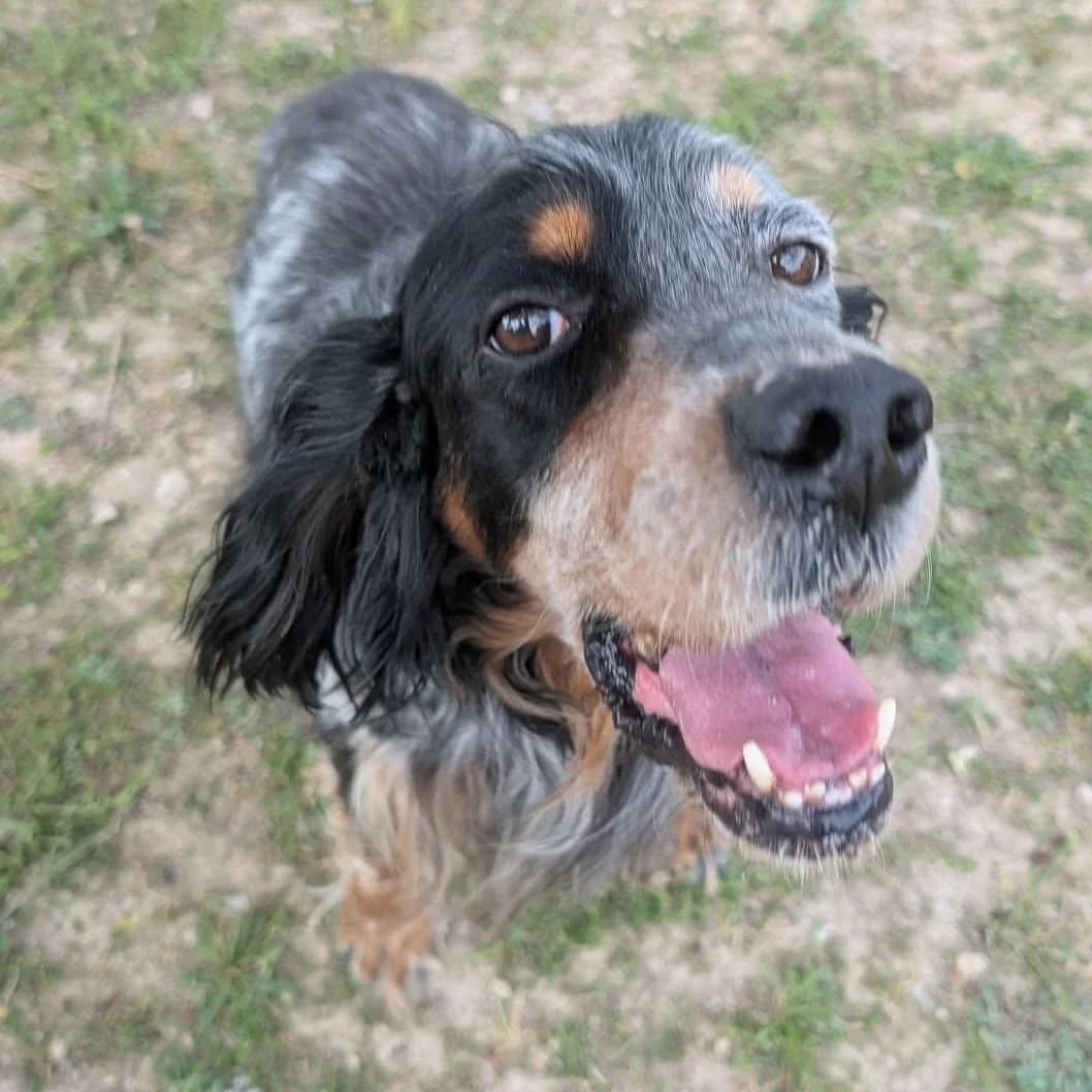 Orion, mixed breed for adoption at NuevaVida Adopciones Madrid, Madrid