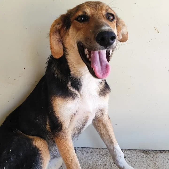 Golfete, mixed breed for adoption at NuevaVida Adopciones Madrid, Madrid