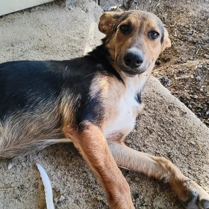 Sira sirenita ojitos de miel, mixed breed for adoption at NuevaVida Adopciones Madrid, Madrid