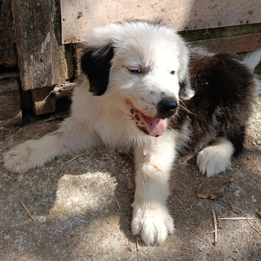 Apolo, male Border Collie for adoption at NuevaVida Adopciones Madrid, Madrid