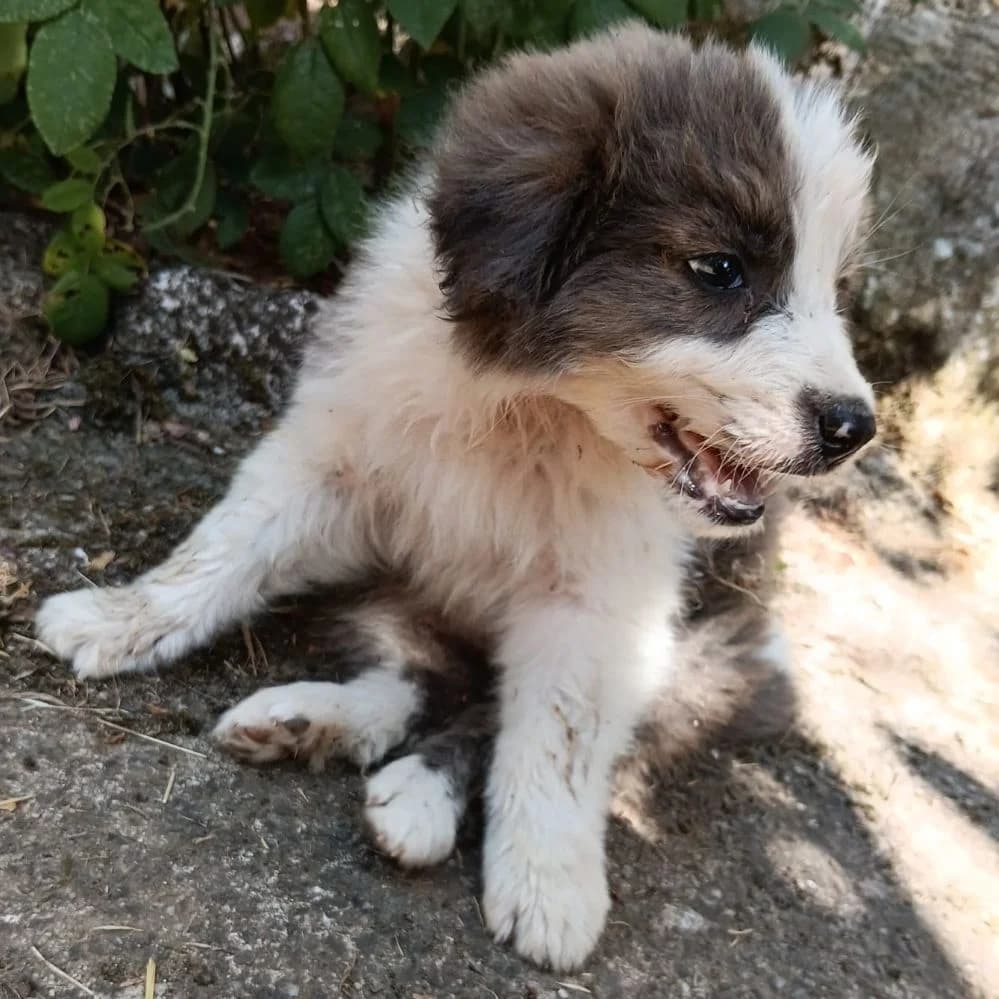 Candy, male Border Collie for adoption at NuevaVida Adopciones Madrid, Madrid