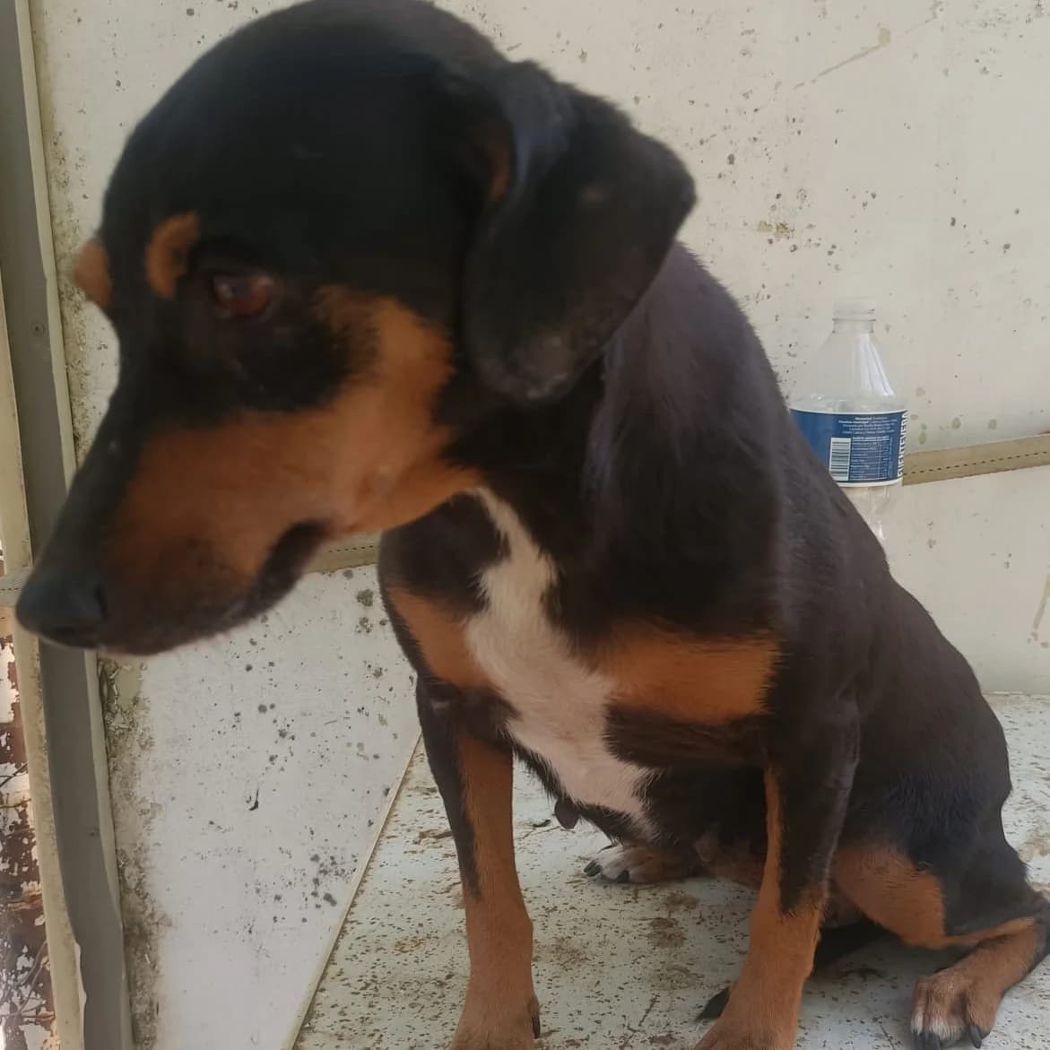Brumita, mi pobre infeliz, Dachshund for adoption at NuevaVida Adopciones Madrid, Madrid