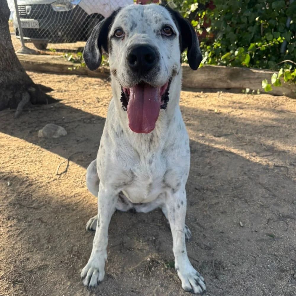 Blanca feliz, male Mixed Breed for adoption at NuevaVida Adopciones Madrid, Madrid