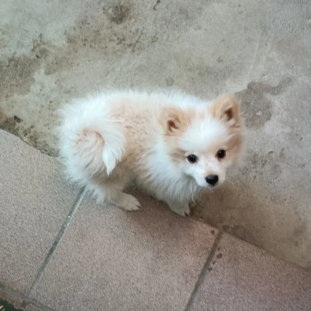 Nube de Algodón, Pomeranian for adoption at NuevaVida Adopciones Madrid, Madrid