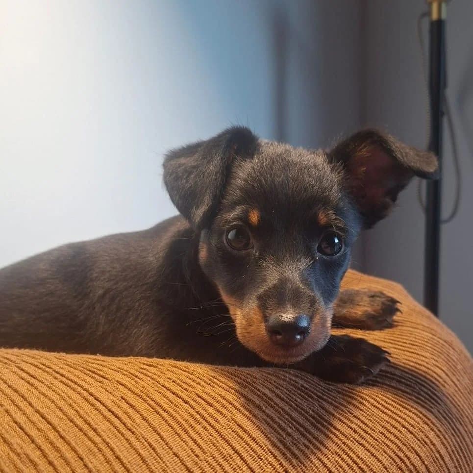 Nicoletta, Mixed Breed for adoption at NuevaVida Adopciones Madrid, Madrid